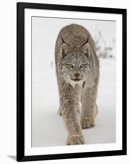 Canadian Lynx (Lynx Canadensis) in Snow in Captivity, Near Bozeman, Montana-null-Framed Photographic Print