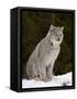 Canadian Lynx (Lynx Canadensis) in the Snow, in Captivity, Near Bozeman, Montana, USA-James Hager-Framed Stretched Canvas