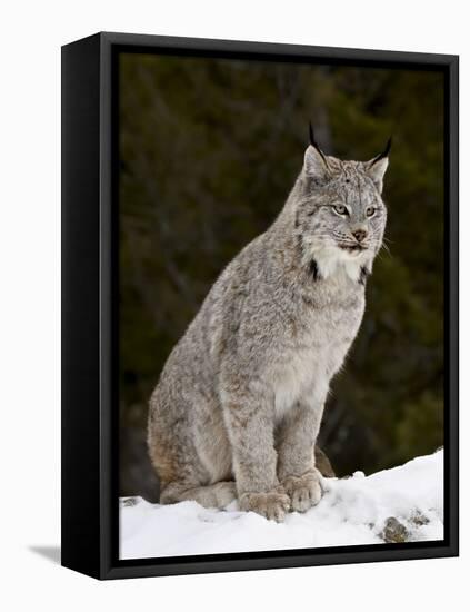 Canadian Lynx (Lynx Canadensis) in the Snow, in Captivity, Near Bozeman, Montana, USA-James Hager-Framed Stretched Canvas