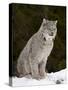Canadian Lynx (Lynx Canadensis) in the Snow, in Captivity, Near Bozeman, Montana, USA-James Hager-Stretched Canvas