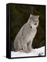 Canadian Lynx (Lynx Canadensis) in the Snow, in Captivity, Near Bozeman, Montana, USA-James Hager-Framed Stretched Canvas