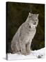 Canadian Lynx (Lynx Canadensis) in the Snow, in Captivity, Near Bozeman, Montana, USA-James Hager-Stretched Canvas