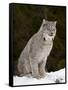 Canadian Lynx (Lynx Canadensis) in the Snow, in Captivity, Near Bozeman, Montana, USA-James Hager-Framed Stretched Canvas