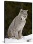 Canadian Lynx (Lynx Canadensis) in the Snow, in Captivity, Near Bozeman, Montana, USA-James Hager-Stretched Canvas