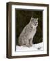 Canadian Lynx (Lynx Canadensis) in the Snow, in Captivity, Near Bozeman, Montana, USA-James Hager-Framed Photographic Print