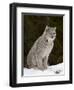 Canadian Lynx (Lynx Canadensis) in the Snow, in Captivity, Near Bozeman, Montana, USA-James Hager-Framed Photographic Print