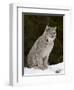 Canadian Lynx (Lynx Canadensis) in the Snow, in Captivity, Near Bozeman, Montana, USA-James Hager-Framed Photographic Print