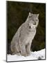 Canadian Lynx (Lynx Canadensis) in the Snow, in Captivity, Near Bozeman, Montana, USA-James Hager-Mounted Photographic Print