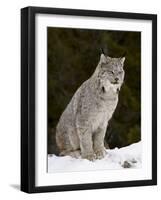 Canadian Lynx (Lynx Canadensis) in the Snow, in Captivity, Near Bozeman, Montana, USA-James Hager-Framed Photographic Print