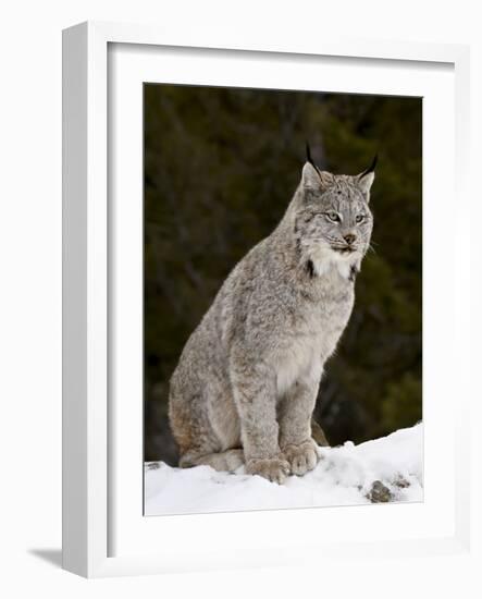 Canadian Lynx (Lynx Canadensis) in the Snow, in Captivity, Near Bozeman, Montana, USA-James Hager-Framed Photographic Print