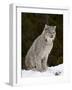 Canadian Lynx (Lynx Canadensis) in the Snow, in Captivity, Near Bozeman, Montana, USA-James Hager-Framed Photographic Print