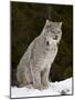 Canadian Lynx (Lynx Canadensis) in the Snow, in Captivity, Near Bozeman, Montana, USA-James Hager-Mounted Photographic Print