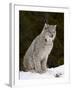 Canadian Lynx (Lynx Canadensis) in the Snow, in Captivity, Near Bozeman, Montana, USA-James Hager-Framed Photographic Print