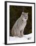 Canadian Lynx (Lynx Canadensis) in the Snow, in Captivity, Near Bozeman, Montana, USA-James Hager-Framed Photographic Print