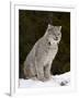 Canadian Lynx (Lynx Canadensis) in the Snow, in Captivity, Near Bozeman, Montana, USA-James Hager-Framed Photographic Print