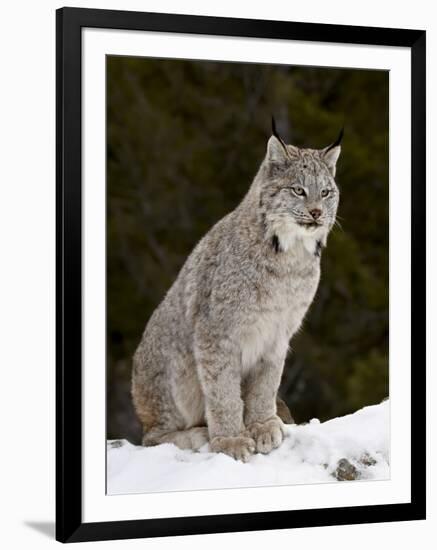 Canadian Lynx (Lynx Canadensis) in the Snow, in Captivity, Near Bozeman, Montana, USA-James Hager-Framed Photographic Print