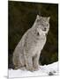 Canadian Lynx (Lynx Canadensis) in the Snow, in Captivity, Near Bozeman, Montana, USA-James Hager-Mounted Photographic Print