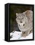 Canadian Lynx (Lynx Canadensis) in the Snow, in Captivity, Near Bozeman, Montana, USA-James Hager-Framed Stretched Canvas