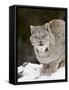 Canadian Lynx (Lynx Canadensis) in the Snow, in Captivity, Near Bozeman, Montana, USA-James Hager-Framed Stretched Canvas