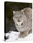 Canadian Lynx (Lynx Canadensis) in the Snow, in Captivity, Near Bozeman, Montana, USA-James Hager-Stretched Canvas