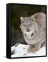 Canadian Lynx (Lynx Canadensis) in the Snow, in Captivity, Near Bozeman, Montana, USA-James Hager-Framed Stretched Canvas