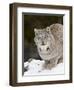 Canadian Lynx (Lynx Canadensis) in the Snow, in Captivity, Near Bozeman, Montana, USA-James Hager-Framed Photographic Print