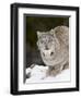 Canadian Lynx (Lynx Canadensis) in the Snow, in Captivity, Near Bozeman, Montana, USA-James Hager-Framed Photographic Print