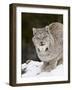 Canadian Lynx (Lynx Canadensis) in the Snow, in Captivity, Near Bozeman, Montana, USA-James Hager-Framed Photographic Print