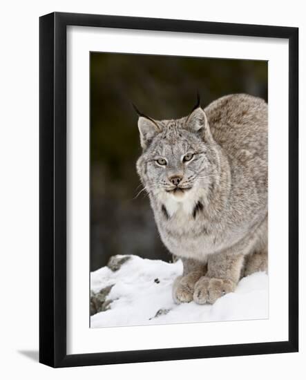 Canadian Lynx (Lynx Canadensis) in the Snow, in Captivity, Near Bozeman, Montana, USA-James Hager-Framed Photographic Print