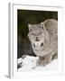 Canadian Lynx (Lynx Canadensis) in the Snow, in Captivity, Near Bozeman, Montana, USA-James Hager-Framed Photographic Print