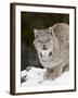 Canadian Lynx (Lynx Canadensis) in the Snow, in Captivity, Near Bozeman, Montana, USA-James Hager-Framed Photographic Print