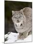 Canadian Lynx (Lynx Canadensis) in the Snow, in Captivity, Near Bozeman, Montana, USA-James Hager-Mounted Photographic Print