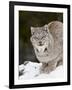 Canadian Lynx (Lynx Canadensis) in the Snow, in Captivity, Near Bozeman, Montana, USA-James Hager-Framed Photographic Print