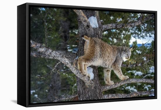 Canadian Lynx (Lynx Canadensis), Montana, United States of America, North America-Janette Hil-Framed Stretched Canvas