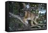 Canadian Lynx (Lynx Canadensis), Montana, United States of America, North America-Janette Hil-Framed Stretched Canvas