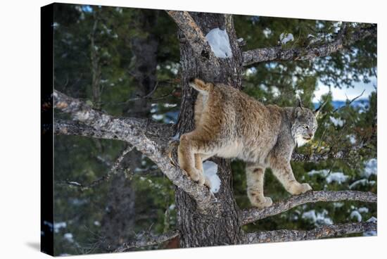 Canadian Lynx (Lynx Canadensis), Montana, United States of America, North America-Janette Hil-Stretched Canvas