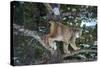 Canadian Lynx (Lynx Canadensis), Montana, United States of America, North America-Janette Hil-Stretched Canvas