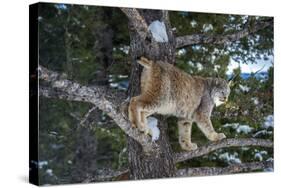 Canadian Lynx (Lynx Canadensis), Montana, United States of America, North America-Janette Hil-Stretched Canvas