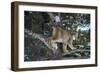 Canadian Lynx (Lynx Canadensis), Montana, United States of America, North America-Janette Hil-Framed Photographic Print