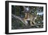 Canadian Lynx (Lynx Canadensis), Montana, United States of America, North America-Janette Hil-Framed Photographic Print