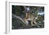 Canadian Lynx (Lynx Canadensis), Montana, United States of America, North America-Janette Hil-Framed Photographic Print