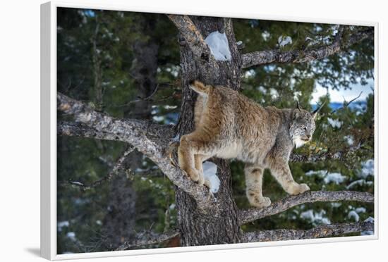 Canadian Lynx (Lynx Canadensis), Montana, United States of America, North America-Janette Hil-Framed Photographic Print