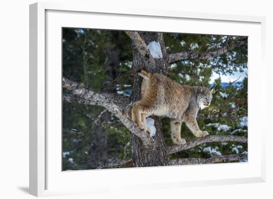 Canadian Lynx (Lynx Canadensis), Montana, United States of America, North America-Janette Hil-Framed Photographic Print