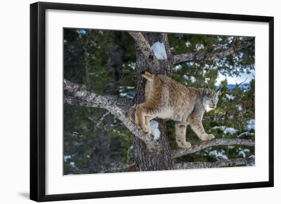 Canadian Lynx (Lynx Canadensis), Montana, United States of America, North America-Janette Hil-Framed Photographic Print