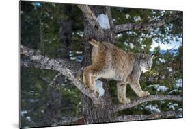 Canadian Lynx (Lynx Canadensis), Montana, United States of America, North America-Janette Hil-Mounted Photographic Print