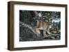 Canadian Lynx (Lynx Canadensis), Montana, United States of America, North America-Janette Hil-Framed Photographic Print