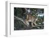 Canadian Lynx (Lynx Canadensis), Montana, United States of America, North America-Janette Hil-Framed Photographic Print