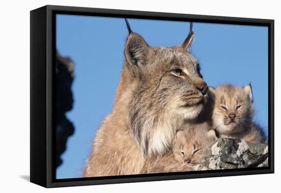 Canadian Lynx with Young-W^ Perry Conway-Framed Stretched Canvas