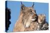Canadian Lynx with Young-W^ Perry Conway-Stretched Canvas