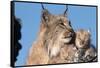 Canadian Lynx with Young-W^ Perry Conway-Framed Stretched Canvas